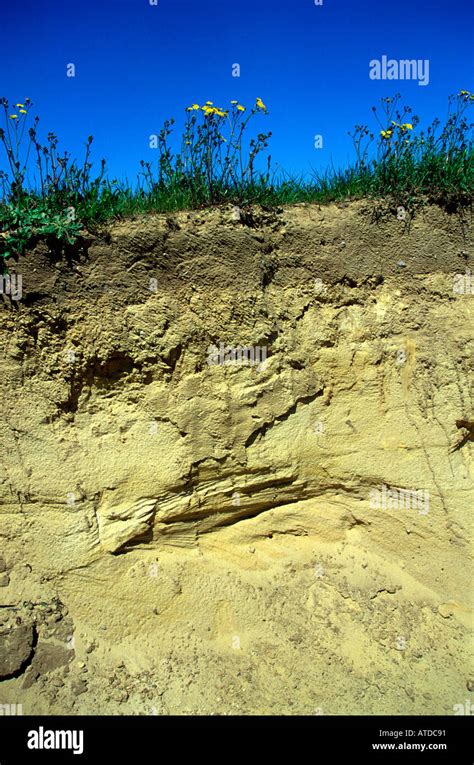 Sandy Soil Profile In Cliffs At Covehithe Stock Photo Alamy