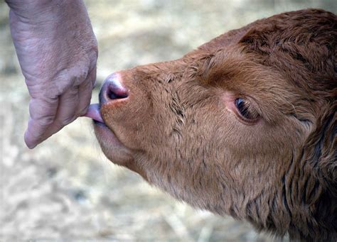 Calf` A Calf Licking My Hand Bagsgroove Flickr