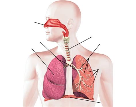 Respiratory System Labeling Interactive Respiratory System