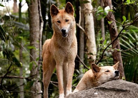 Do Dingoes Make Good Pets Everything You Need To Know Pet Keen