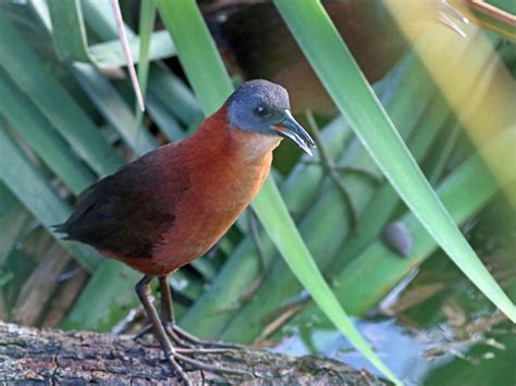 24 Birds That Start With R Sonoma Birding