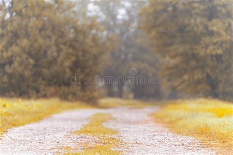 Grass Dew Blurred Trees Bokeh Photos Free And Royalty Free Stock Photos