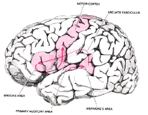 3 The Motor Cortex Brocas Area And Wernickes Area Seem To Be