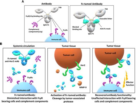 Frontiers Protease Activation Of Fc Masked Therapeutic Antibodies To