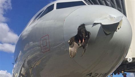 Incredible Photo Shows The Damage A Single Bird Can Do To A Passenger Plane