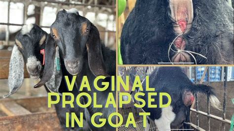 Vaginal Prolapsed In Goat How To Fix A Uterine Prolapse Youtube