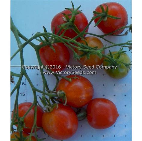 Riesentraube Tomato Victory Seeds Victory Seed Company
