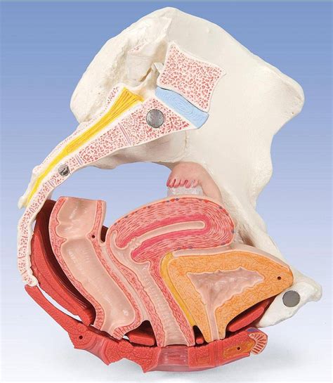 Maybe you would like to learn more about one of these? 3B Scientific H20-3 Female Pelvis with Ligaments Muscles Organs 4-Part