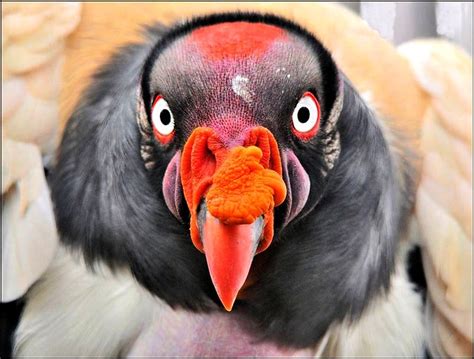 King Vulture Taken At Lory Park The Adult King Vulture Is Flickr