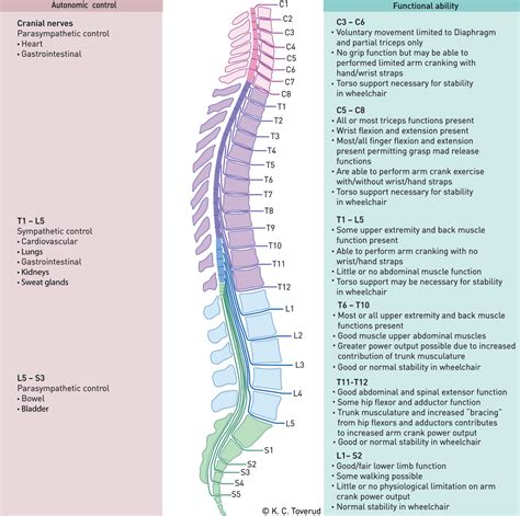 Spinal Nerve Model Nerve Anatomy Spinal Cord Anatomy