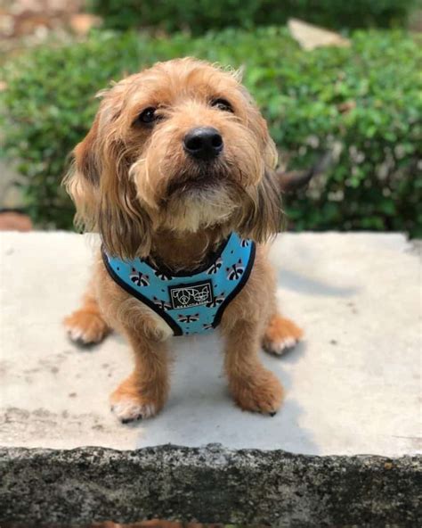 Mildly controversial, but incredibly popular. Poodle Beagle Mix | Vet Reviews | 3 Reasons To Avoid ...