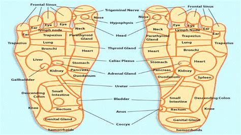 Acupressure Points Chart For Relieving Pain Acupressure Points