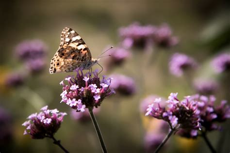 Brown Butterfly On A Small Pink Flower 4k Ultra Hd