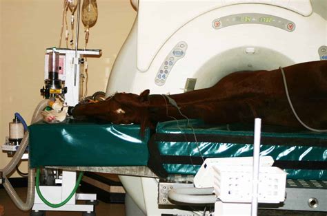 Mri In Equine Practice Great Information And Growing Pains The Horse
