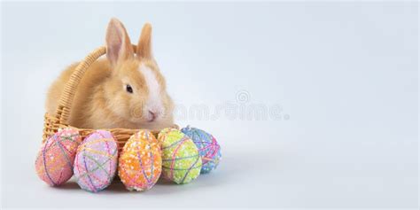 Happy Easter Eggs Collection Cute Brown Rabbit Bunny With Basket And