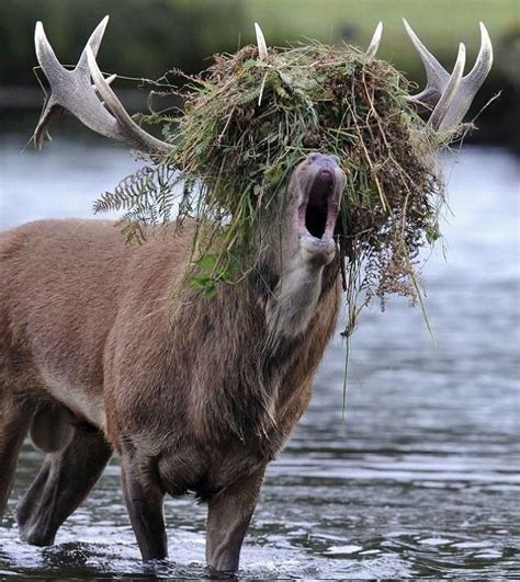 This Deer With Plants On Its Head Funny Deer Pictures Funny Deer