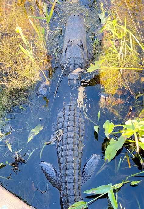 Amazing Design Alligator Nostrils William Wise Photography