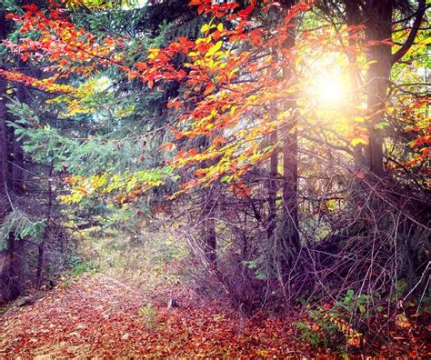 Majestic Colorful Forest With Sunny Stock Image Colourbox