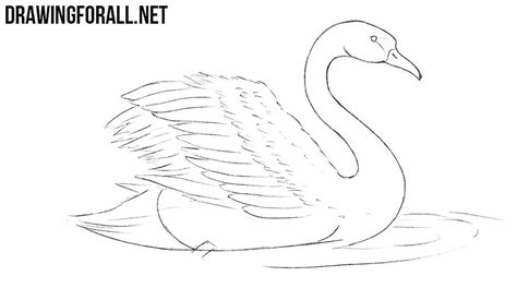 How To Draw A Swan