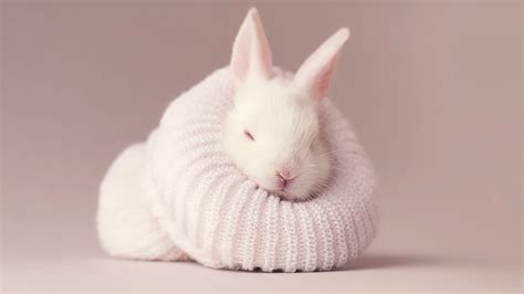 White Rabbit Wallpaper 4k Newborn Baby Bunny Sock Cute Bunny
