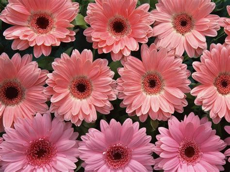 Pink Flowers Wallpaperswallpapers Screensavers