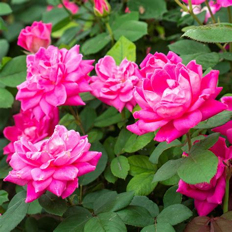 Pink Rose Plants For Sale Pink Double Knock Out Rose