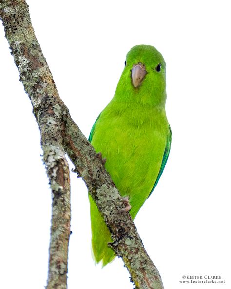 Green Rumped Parrotlet Kester Clarke Wildlife Photography