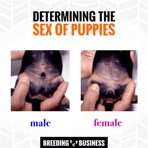 How Can You Tell A Male From A Female Puppy