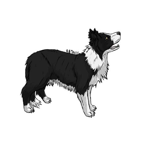 Border Collie Clipart Free Download Clip Art Free Clip Art