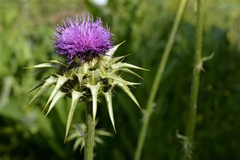 18 Bitter Plants And Herbs Learn To Diet With Natural Bitters Healthy