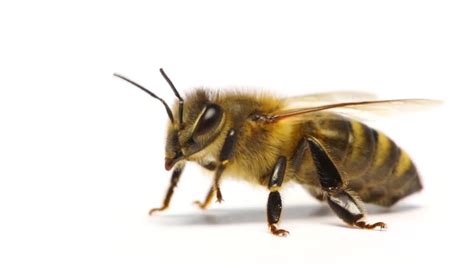 Collection of honey bee (24). Honey Bee Fly Away On Stock Footage Video (100% Royalty ...