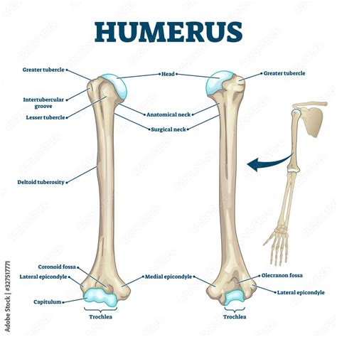 Humerus Bone Labeled Vector Illustration Diagram Vector De Stock