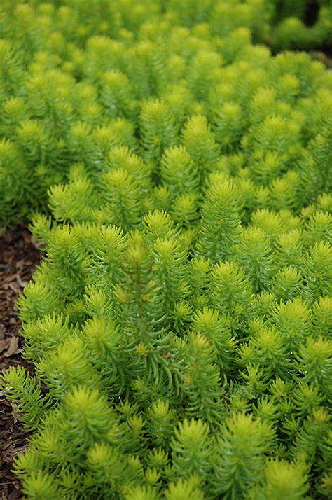 Angelina Stonecrop Sedum Rupestre Angelina At Eagle Lake Nurseries