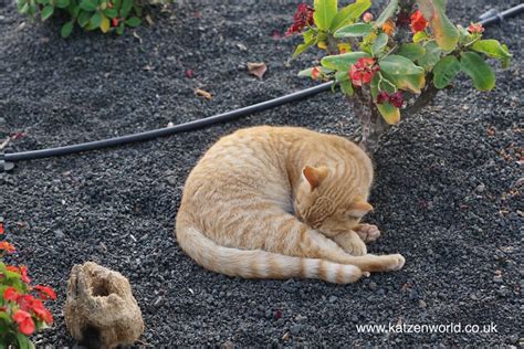 The Cats Of Lanzarote Canary Islands Part 2 Katzenworld