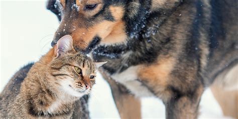 Valentijnsdag Kunnen Dieren Ook Verliefd Zijn Net Als Mensen