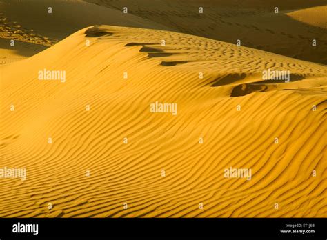 Sand Dunes Sam Desert Thar Desert Sam Jaisalmer Rajasthan India