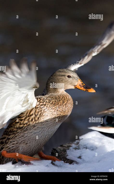 Mallard Duck Female Landing On A Snowy Embankment Stock Photo Alamy
