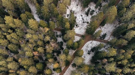 Download Wallpaper 1920x1080 Forest Paths Aerial View Trees Snow