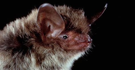 Northern Long Eared Bat Given Threatened Status