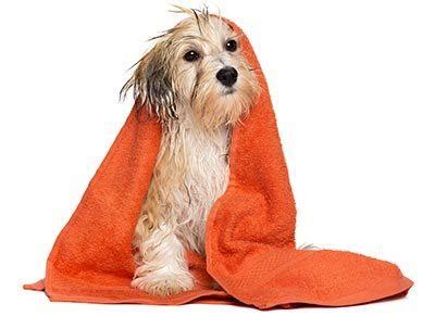 Keep multiple towels handy in case of big splashes. 7 Important Dog Bath Tips