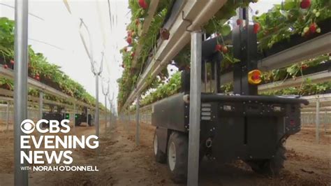Strawberry Picking Robots Help Farmers Amid Drought Youtube