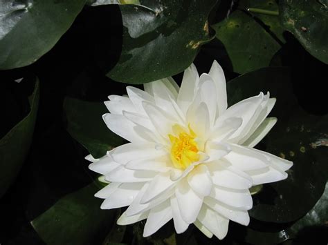 Nymphaea Gonnere White Water Lily Uk Grown World Of Water