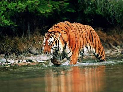 Siberian Tiger Tigers China Prowl Comeback Wallsave