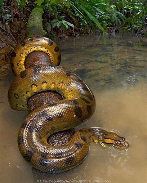 Giant Green Anaconda In The Amazon Basin Please Follow James Lewin