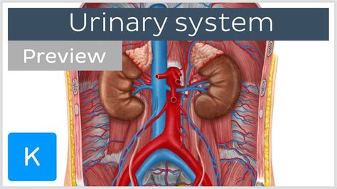 Urinary System Organs And Functions Preview Human Anatomy Kenhub