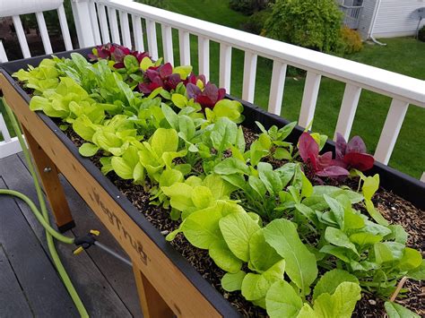 Planted A Salad Garden Gardening