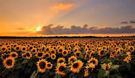 A Beautiful Field Of Sunflowers At Sunset Fotos Girasoles Fondos De