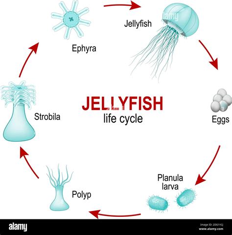 Jellyfish Life Cycle Vector Illustration Of Jelly Fish Life Stock