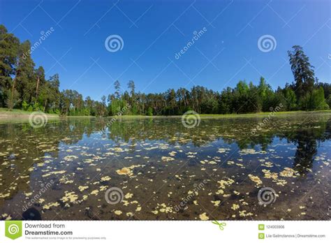 Blue Water In A Forest Lake With Pine Trees Stock Photo Image Of