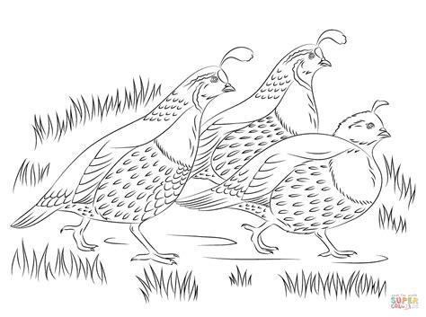 Quail Coloring Pages - Coloring Home
